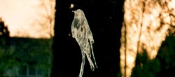 A bird's artistic expression