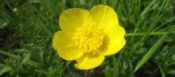 Buttercup