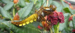 Dragon fly