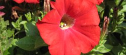 Red flower