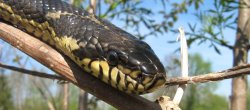 Snake
